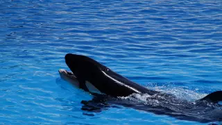 Косатки протаранили парусную лодку у берегов Испании