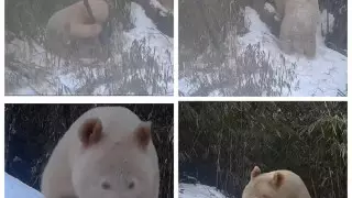 Единственная в мире панда-альбинос попала на видео