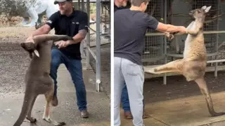 Драка туриста с кенгуру из-за дамы попала на видео