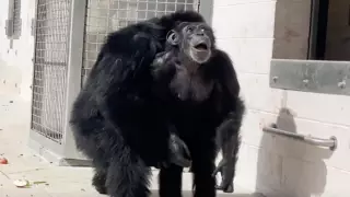 Кадр из видео.