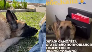 Прощание экипажа со служебной собакой растрогало пользователей сети