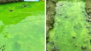 Река в Японии неожиданно стала ярко-зеленой