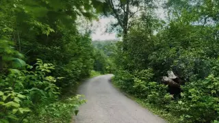 Мужчина лишился руки после нападения медведя в зоне отдыха в СКО