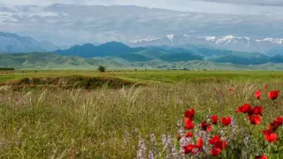 Казахстан стал желанным для туристов? В министерстве показали статистику