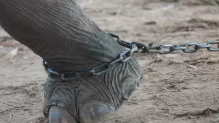 Не катайтесь на слонах в Таиланде: 3 причины