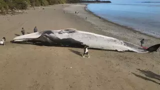 Огромного синего кита выбросило на побережье Чили