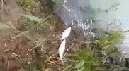 Мор рыбы в Ишиме сняли на видео