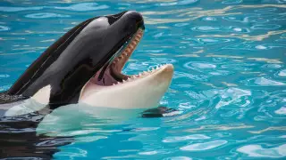 Умерла самая старая косатка в мире. Ее обещали отпустить