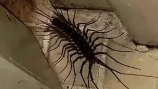 "Домашний демон" заполз в дом австралийца