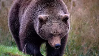 "Самый ужасный поцелуй": мужчина лишился челюсти, вступив в рукопашный бой с медведем