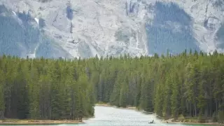 Медведь гризли убил двух туристов в национальном парке Канады