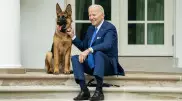 Любимую собаку Байдена вывезли из Белого дома
