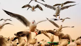 В Италии остановили авиасообщение из-за чаек