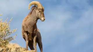 Краснокнижных архаров стало больше в Мангистау