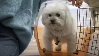 Пассажирку сняли с рейса за то, что она гладила свою собаку