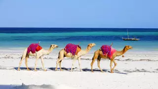 Война Израиля и ХАМАС: казахстанцам, планирующим отдых в Египте, дали совет