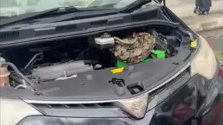 Огромный питон пробрался под капот автомобиля в Сингапуре