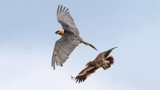 Драку бородача и степного орла заснял казахстанский фотограф