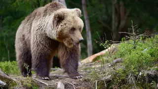 Медведь растерзал молодого альпиниста в Японии