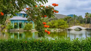 Казахстанка слетала на Хайнань и не нашла там чая