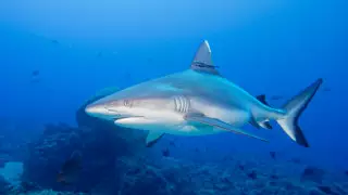 Что делать при встрече с акулой, рассказала эксперт