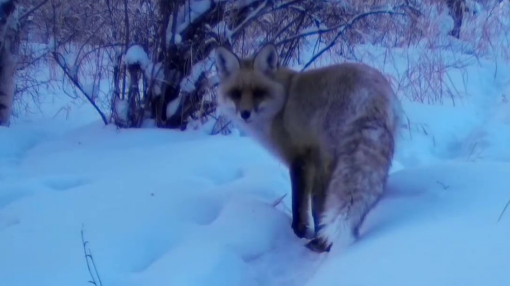 Кадр из видео