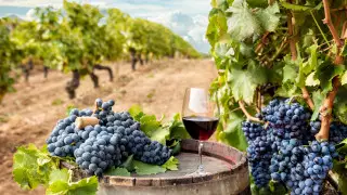 Производить собственное вино планирует аэропорт Флоренции