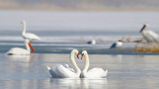 Фото: Руслан Уразалиев / SOS Taldykol