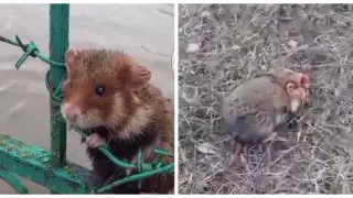 Кадры из видео/instagram.com/skopetro
