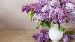 К чему приводит тренд "апрельская сирень", рассказала дендролог