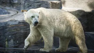 Чешский зоопарк требует расследования смерти медведя в Алматы: что известно