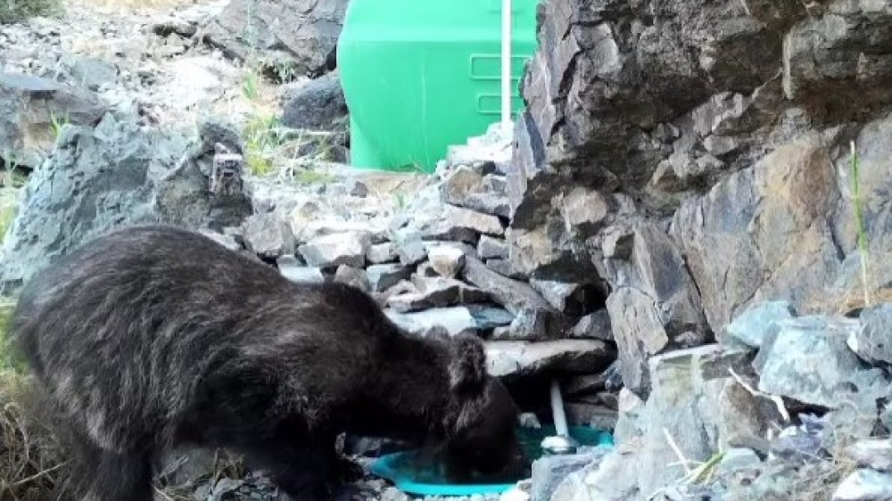 Краснокнижный медведь попал в фотоловушку во время водопоя: 2024-07-09 19:39:52 - прочитайте