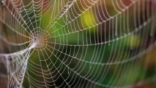 Турист умер от укуса паука в прибрежном ресторане