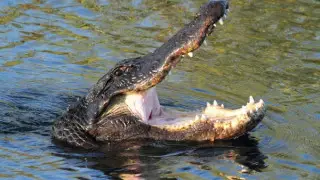 Женщина не проверила воду перед купанием и поплатилась за это