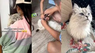 "Киска плачет": астанчанка с брошенной кошкой растрогали Казнет