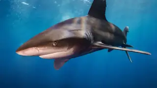 В организме акул нашли кокаин: "Это может влиять на поведение"