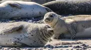 150 каспийских тюленей изымут для научных исследований