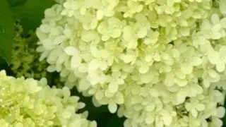 Сезон гортензий: в Ботаническом саду Алматы обратились к казахстанцам