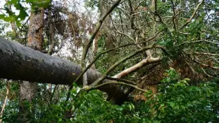 Туристка погибла на аттракционе "Зиплайн" в Таиланде