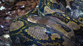 Новое нападение питонов на людей в Индонезии