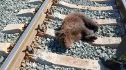 Медвежонок вышел на железную дорогу и попал под поезд в ВКО