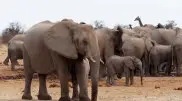 Столкнувшаяся с засухой Намибия планирует убивать слонов ради мяса