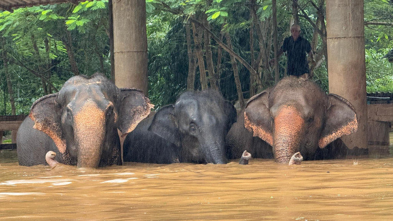 Фото: Х/Thai Enquirer