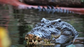 Фото: Facebook/ Marineland Melanesia Crocodile Habitat