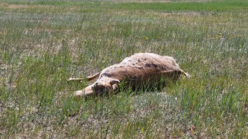 Фото ©️ Tengrinews.kz