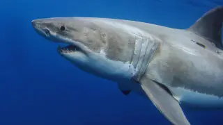 Серфер был растерзан большой белой акулой в Австралии