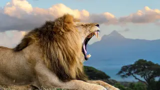 Мальчик выжил среди львов: найден спустя 5 дней после исчезновения в парке