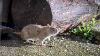 “Мыши и крысы?“ Алматинка ужаснулась грызунам на улице мегаполиса