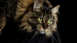 Потерянная кошка пробыла в воздухе 24 часа, прежде чем вернуться домой