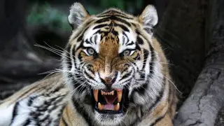 Тигр растерзал женщину, после того как власти сообщили о его поимке